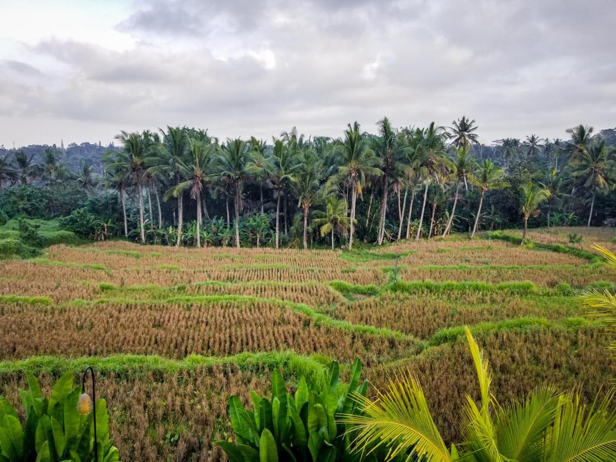 Mancur Guesthouse Ubud Esterno foto